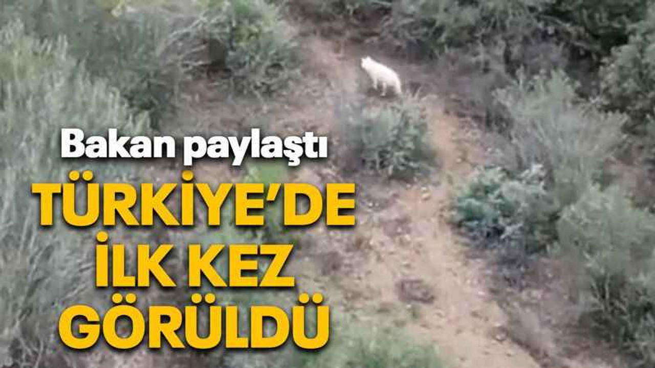 Türkiye’de ilk kez görüldü
